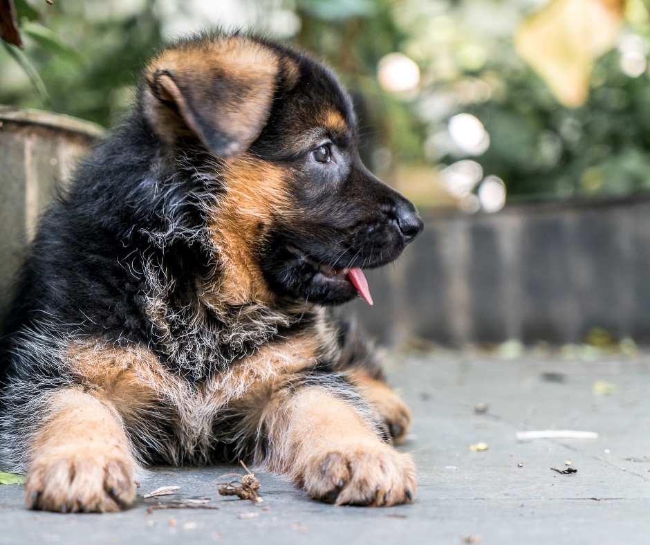 A-German-Shepherd-Puppy