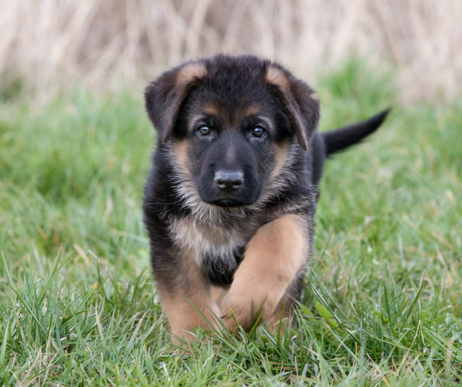 A cute German Shepherd Puppy