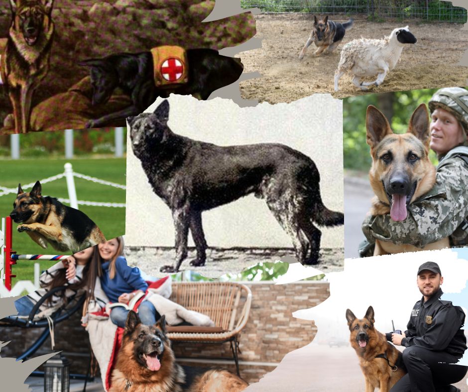 A collage of Beowulf and Modern German Shepherd Dogs in various jobs