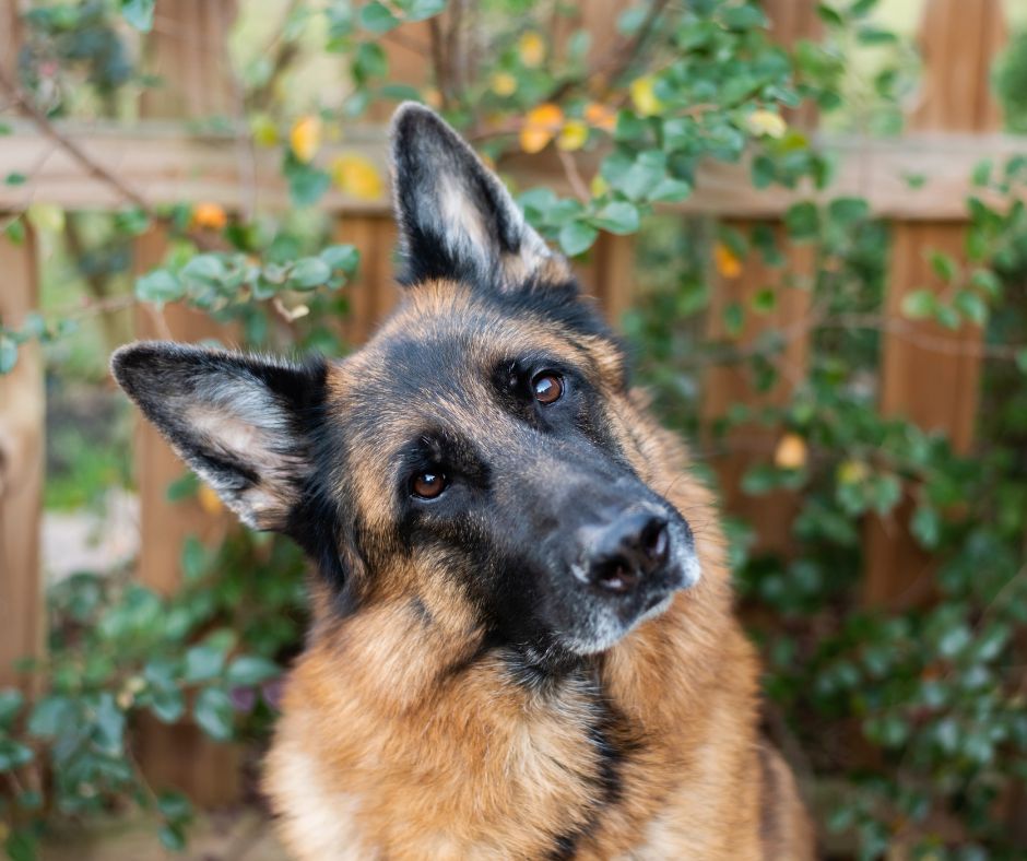 A German Shepherd tilting his head