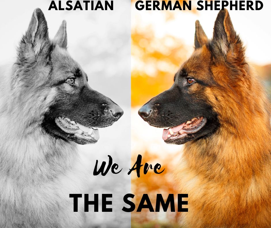 A split photo showing a German Shepherd in black and white and colour. With a caption saying "we are the same".