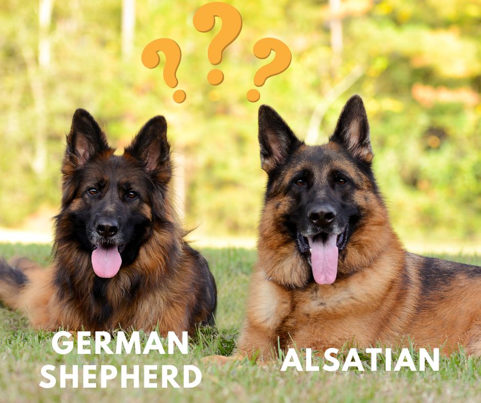 A split image showing a German Shepherd with the label "German Shepherd" on one side and "Alsatian" on the other, highlighting the confusion