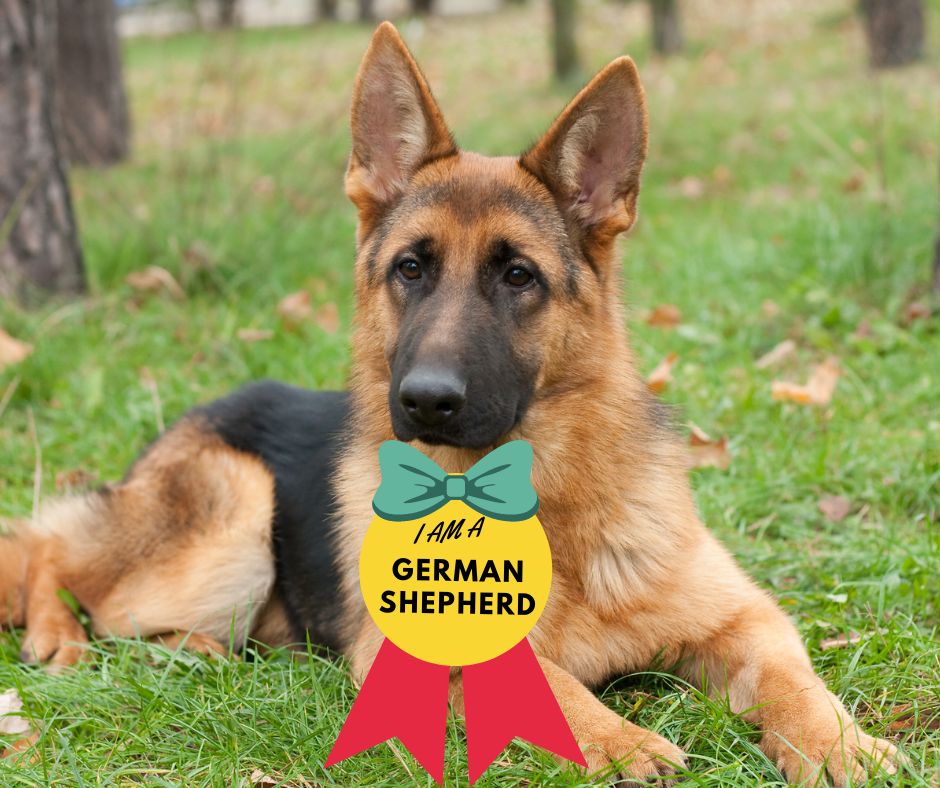 A modern photo of a German Shepherd with a badge that says "I am a German Shepherd".