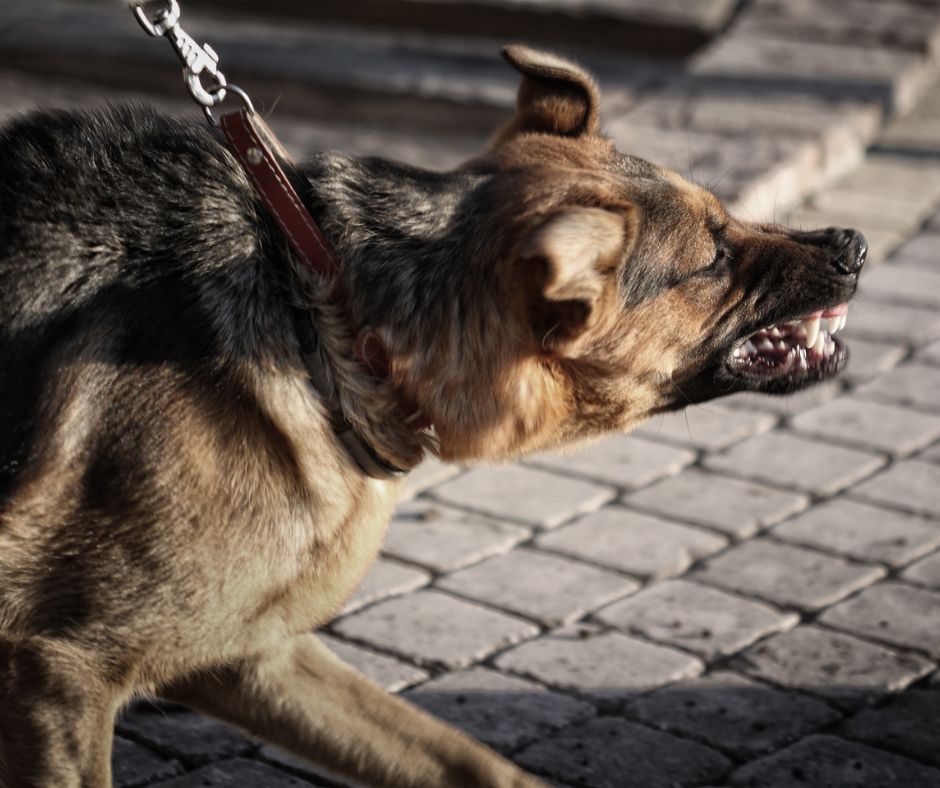 A German Shepherd puppy expressing leash reactivity