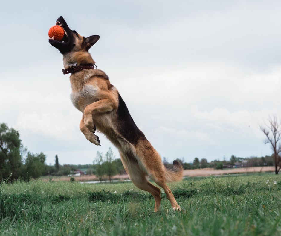 German Shepherd catching a ball
