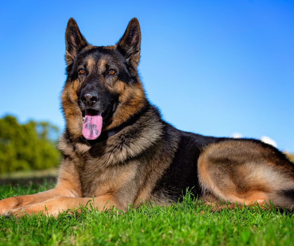A handsome German Shepherd dog