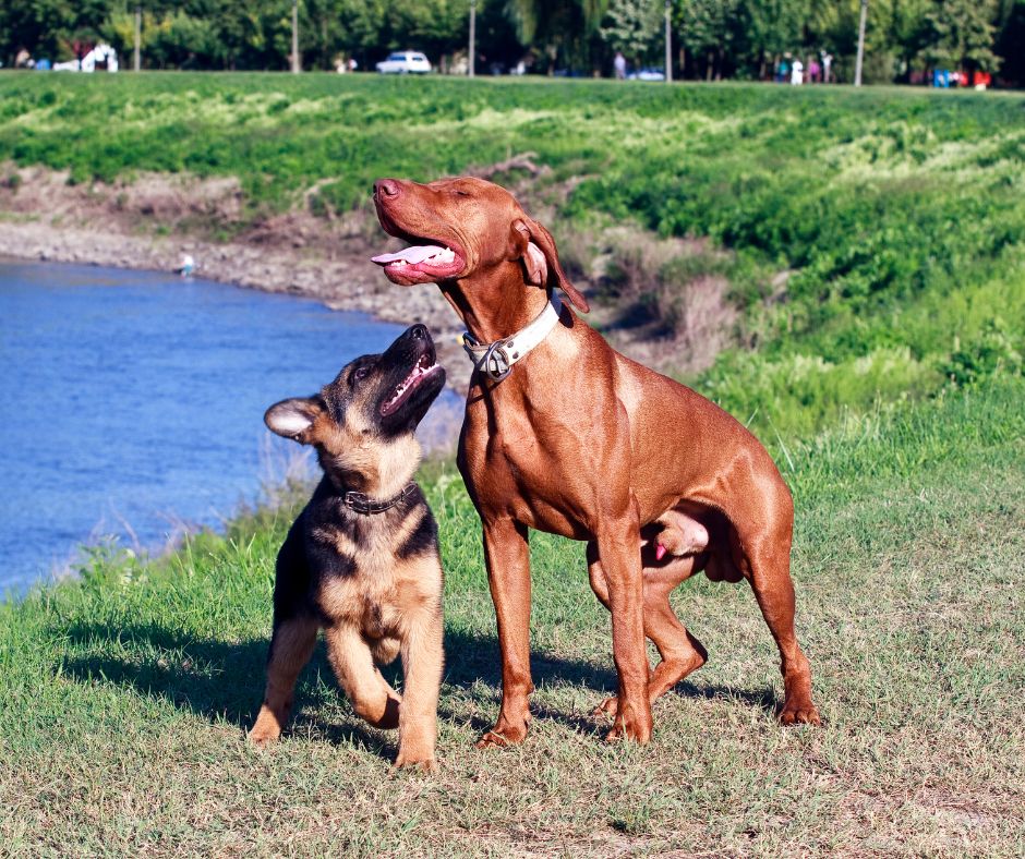 A German Shepherd puppy socialising with another dog.