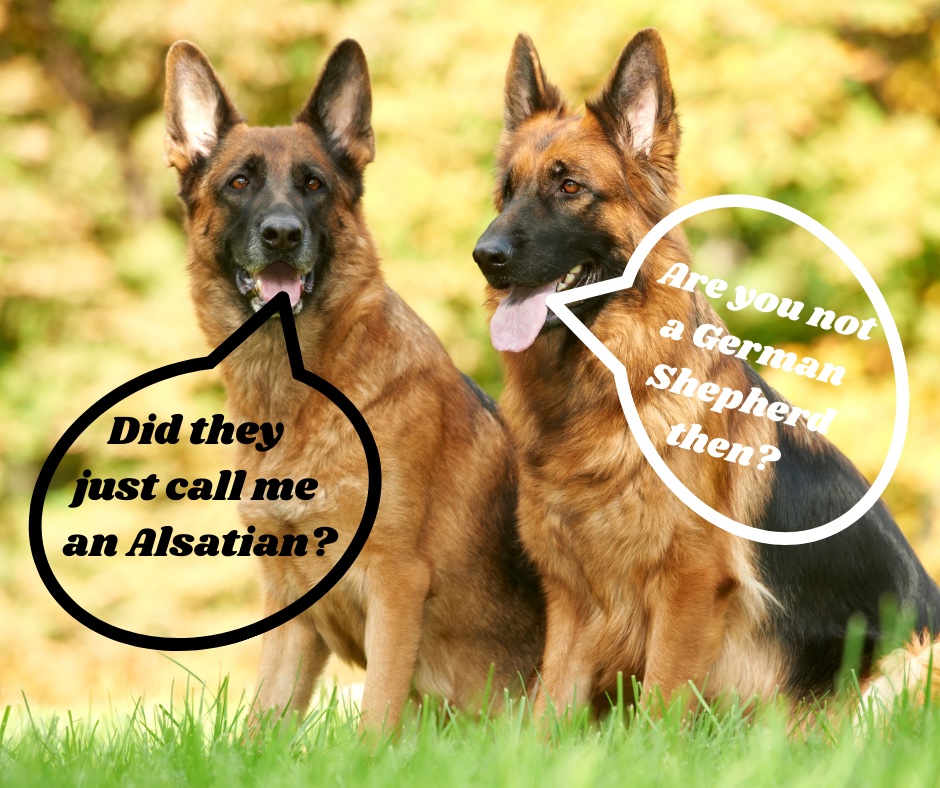 why-are-german-shepherds-called-alsatians-1-fact-exposed