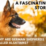 Why are German Shepherds Called Alsatians?