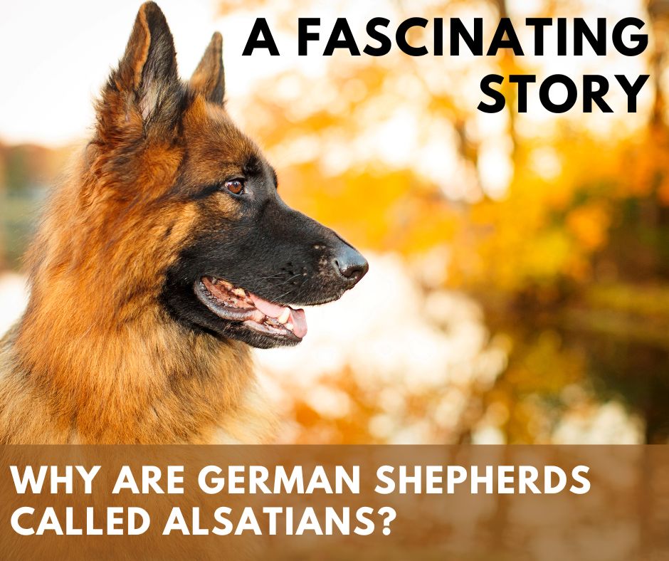 Why are German Shepherds Called Alsatians?