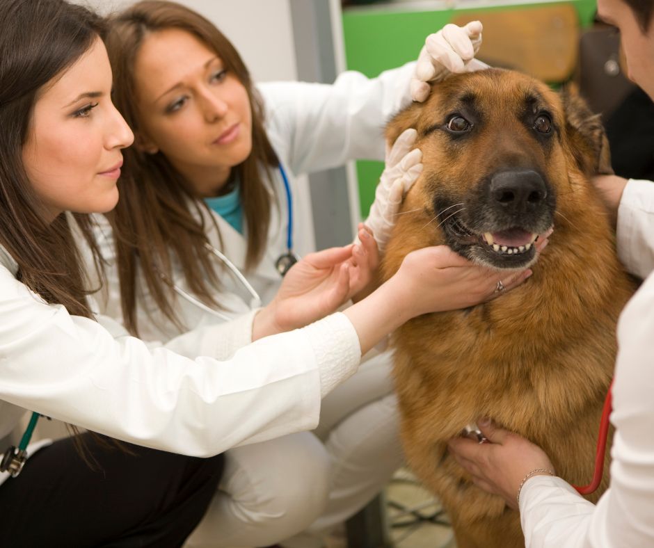 Common Health Problems In German Shepherds