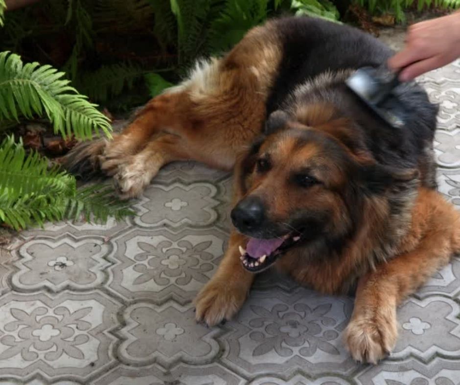 A German Shepherd being groomed