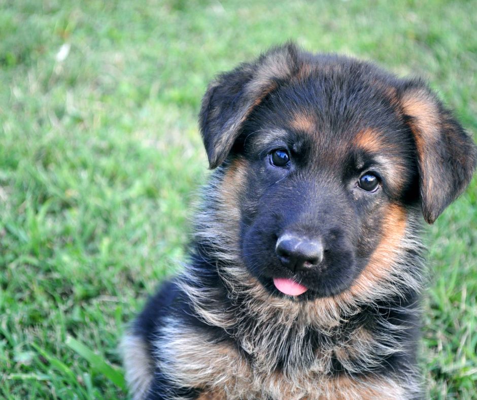 How To Potty Train A German Shepherd Puppy An Ultimate Guide