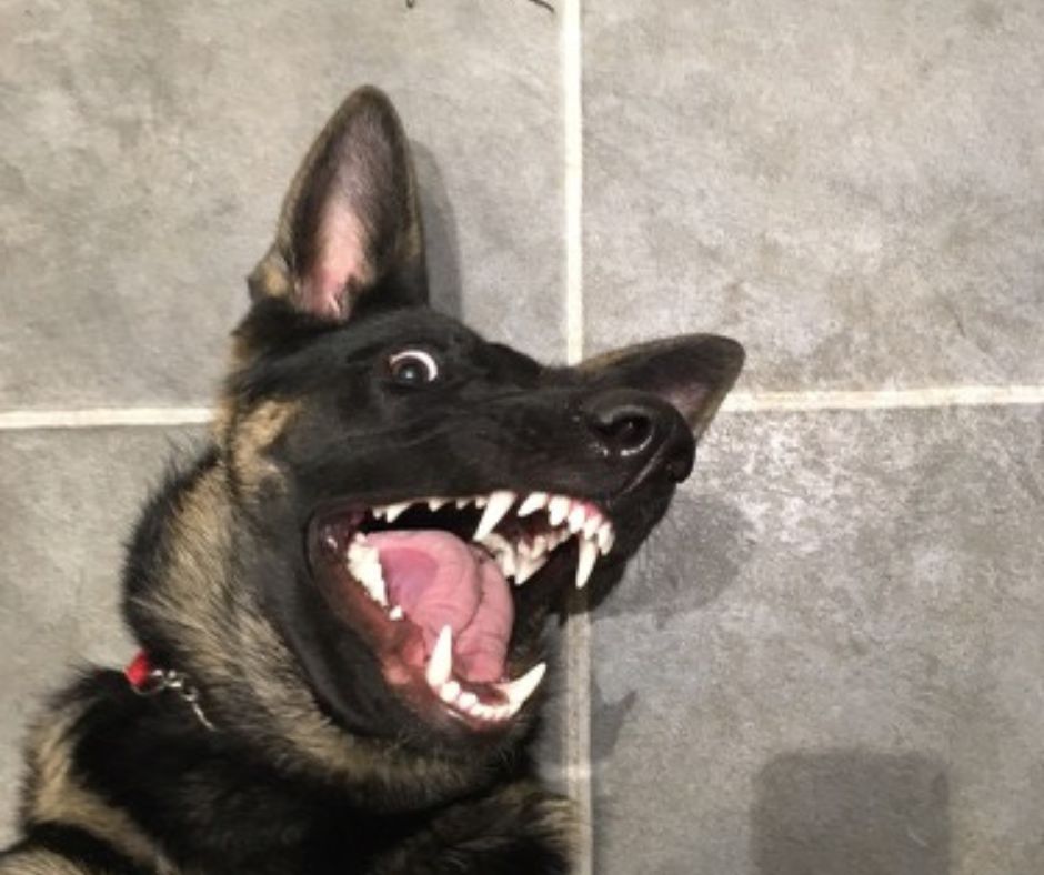 How to stop a German Shepherd puppy from biting