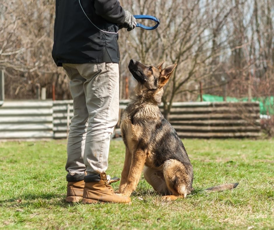 How to train a German Shepherd puppy