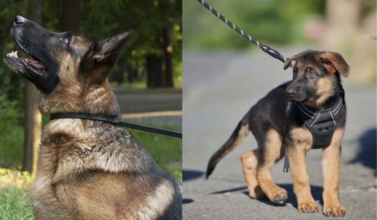 Leash training a german shepherd puppy