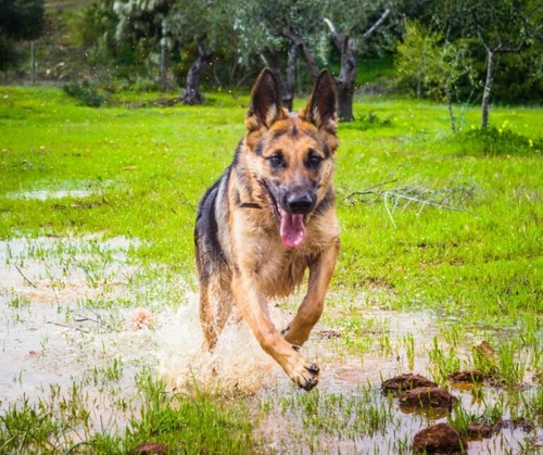 German Shepherd running