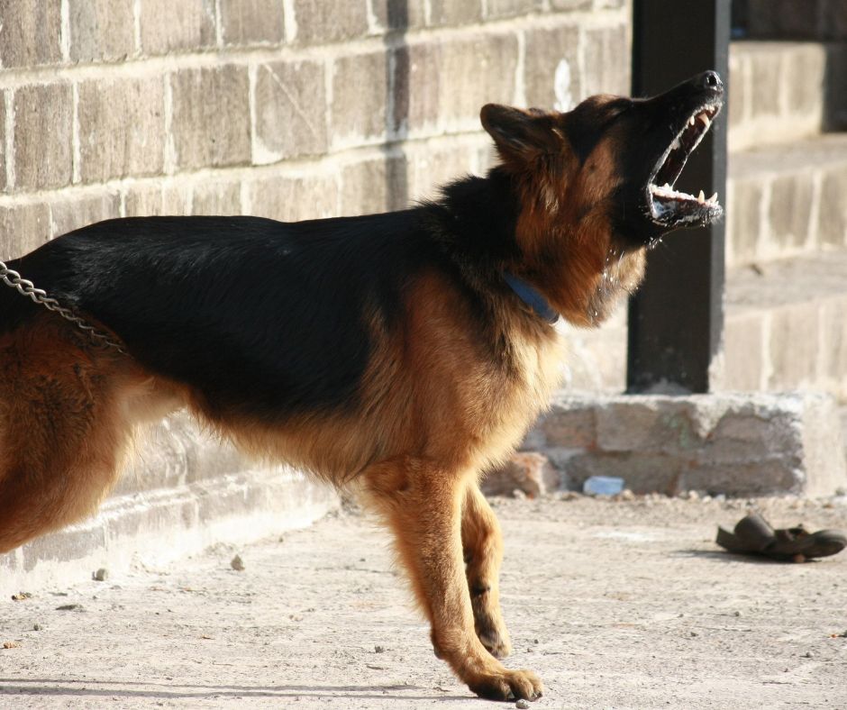 A German Shepherd barking