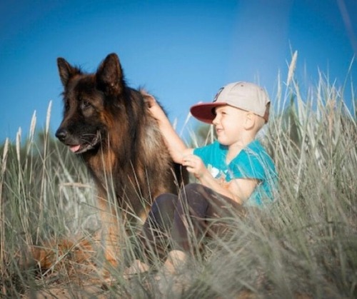 German Shepherd sat with a boy
