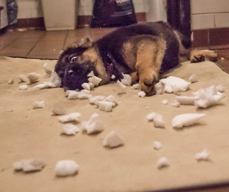 A-Bored-German-Shepherd-Puppy