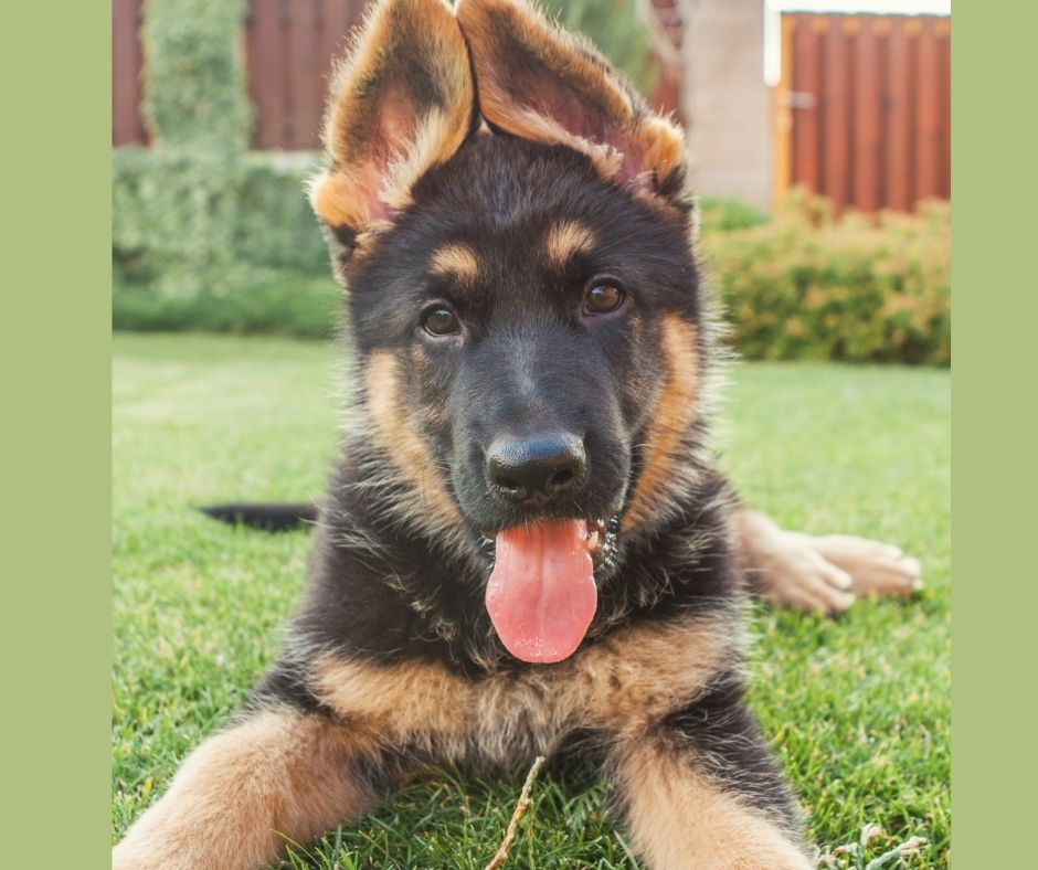 A German Shepherd puppy being taught down