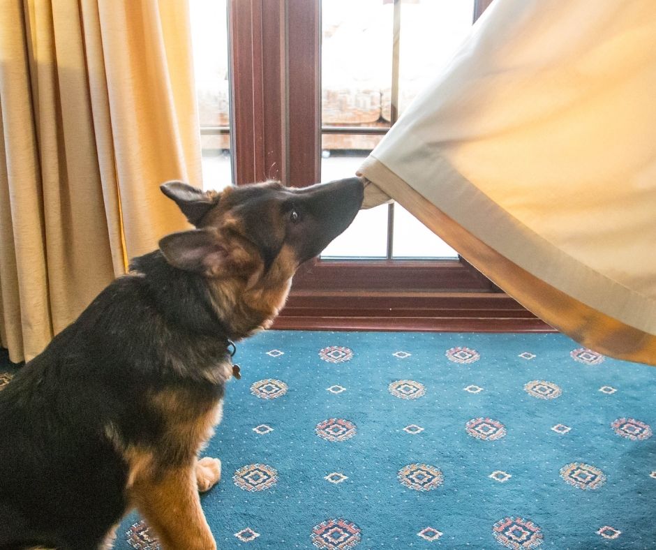 A-German-Shepherd-Puppy-being taught no