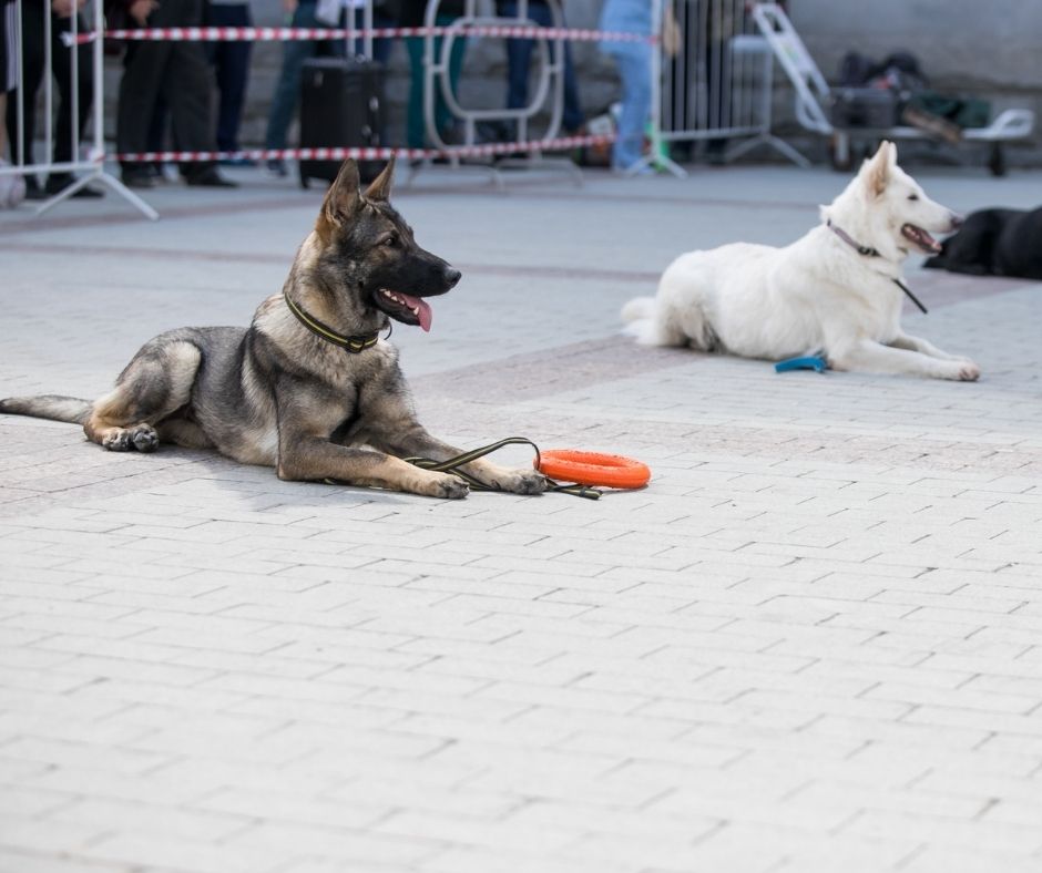 A German Shepherd puppy being taught stay