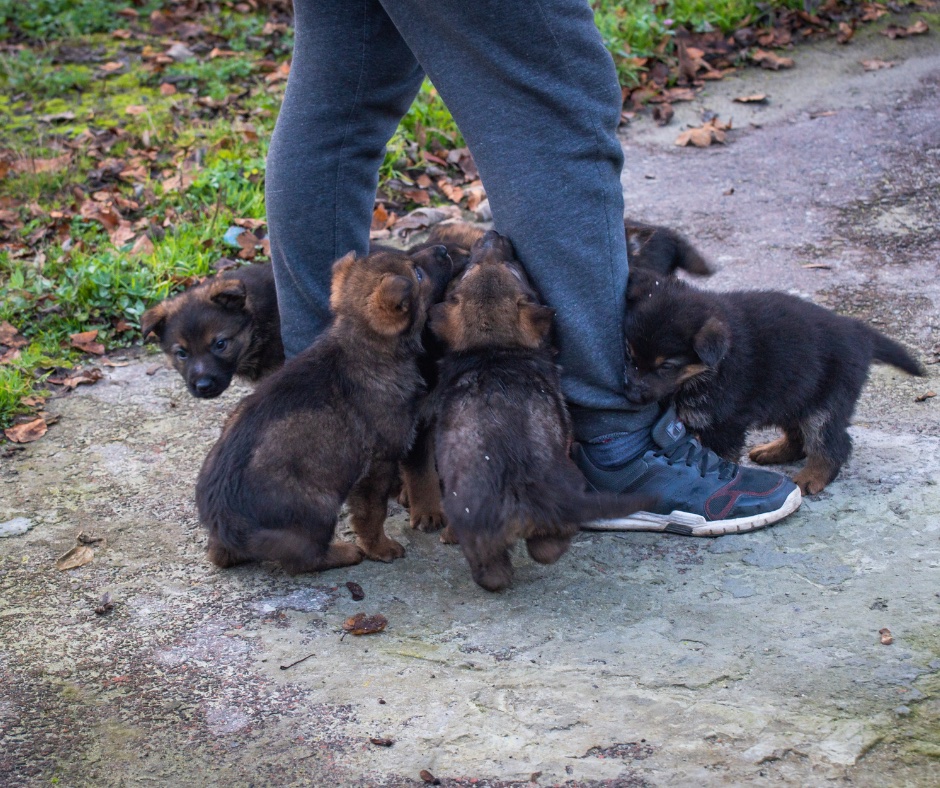 A litter of German Shepherd puppies with their breeder