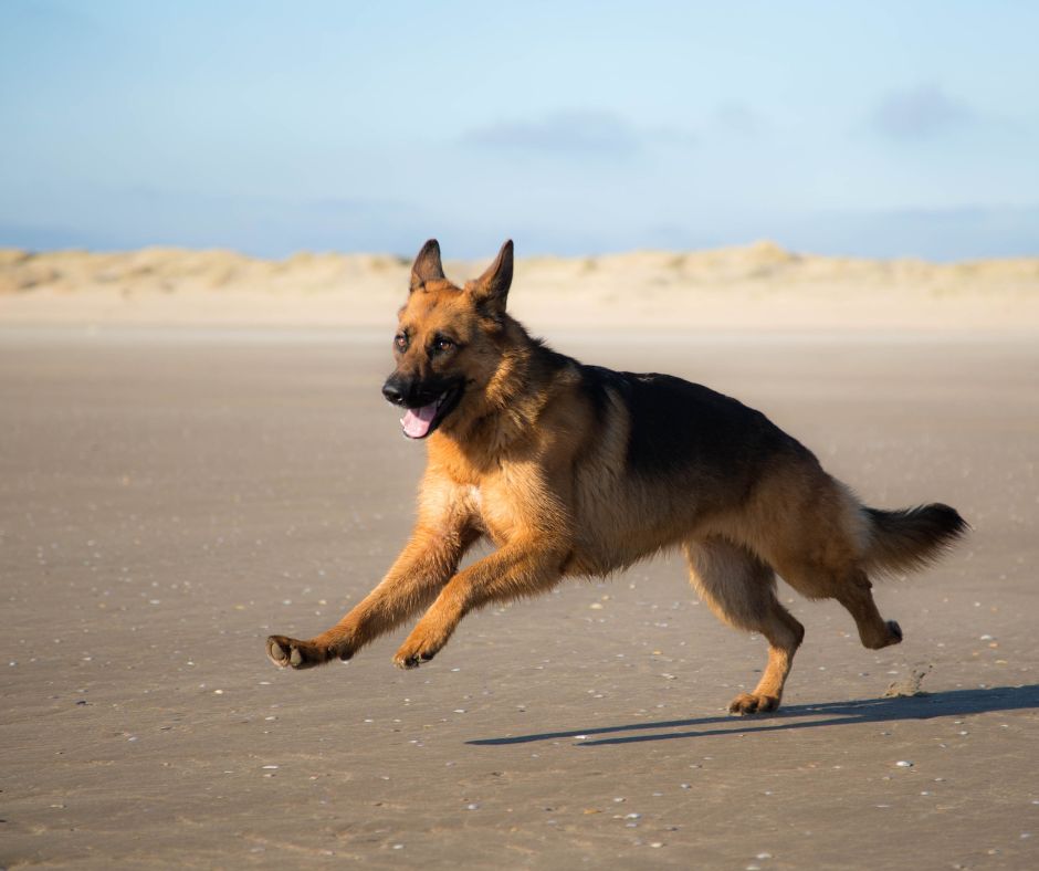 Are-German-Shepherds-Good-With-Kids-Understand-the-needs-of-a-German-Shepherd