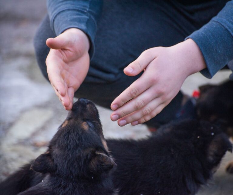 11 Of The Most Common Health Problems In German Shepherds - GSD Pets