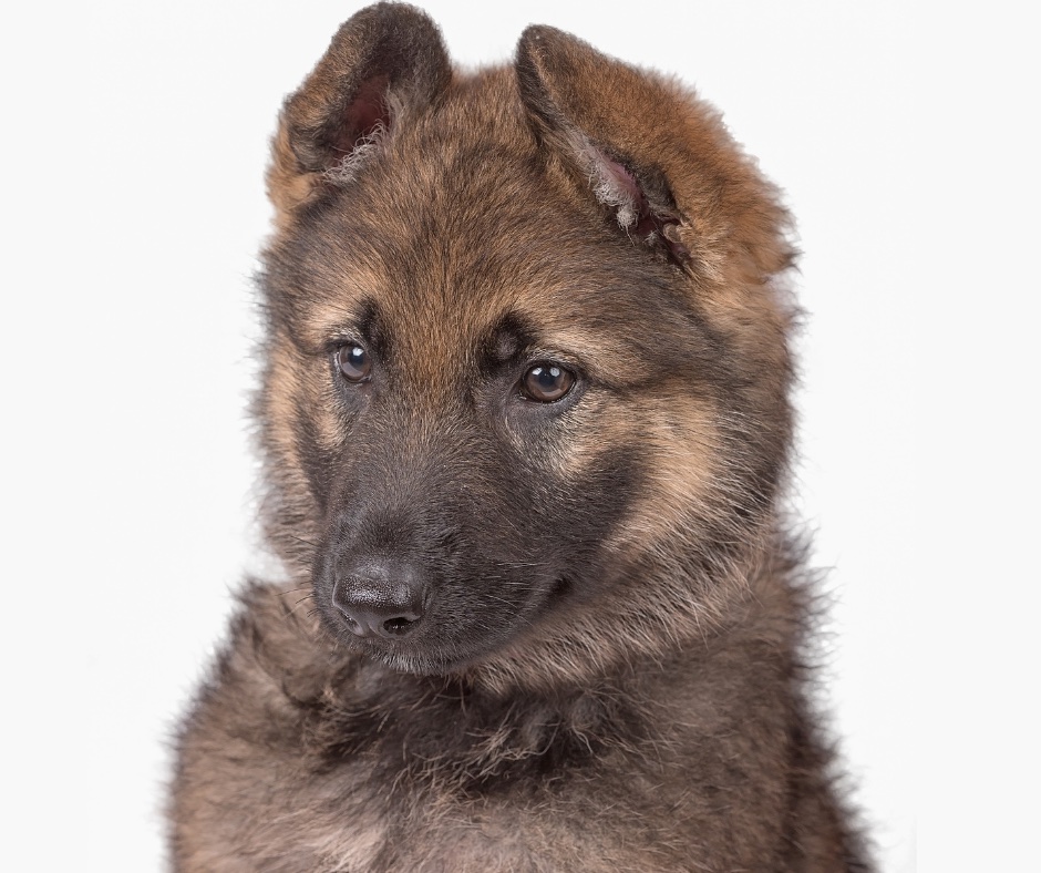 Choosing a German Shepherd Puppy: A Sable puppy.