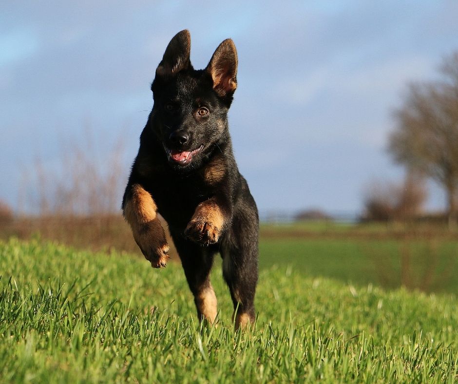 A German Shepherd puppy being taught come