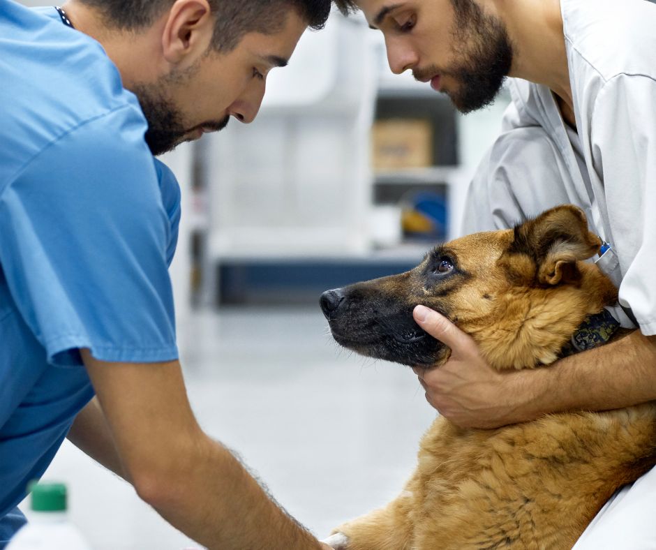 Common-Health-Problems-In-German-Shepherds-Hip-Dysplasia