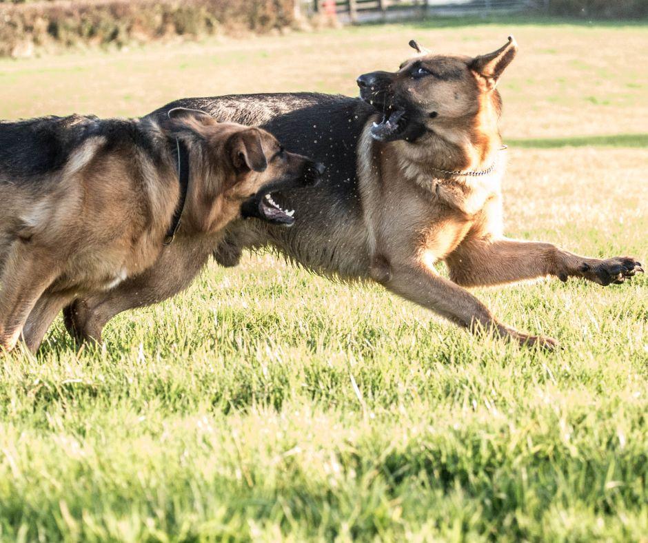 Excited-Barking