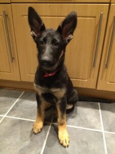 GSD-Pets-Bella-with-donkey-ears