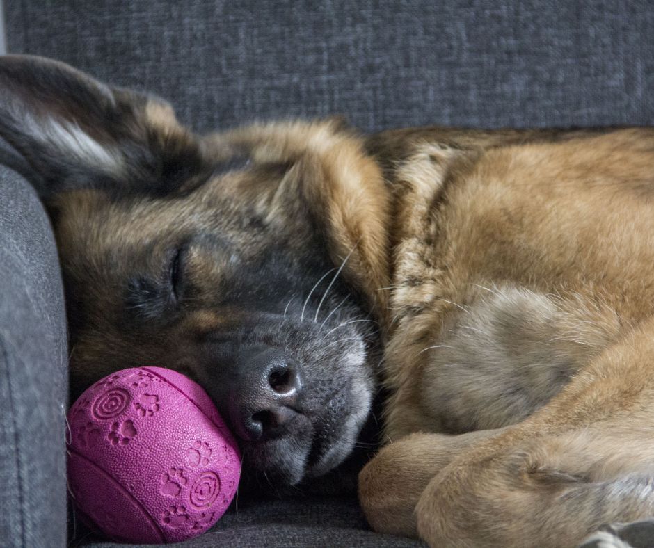 Cute German Shepherd asleep with it's ball