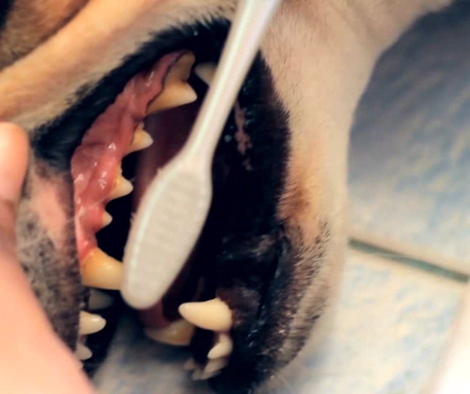 German-Shepherd-Dental-Care