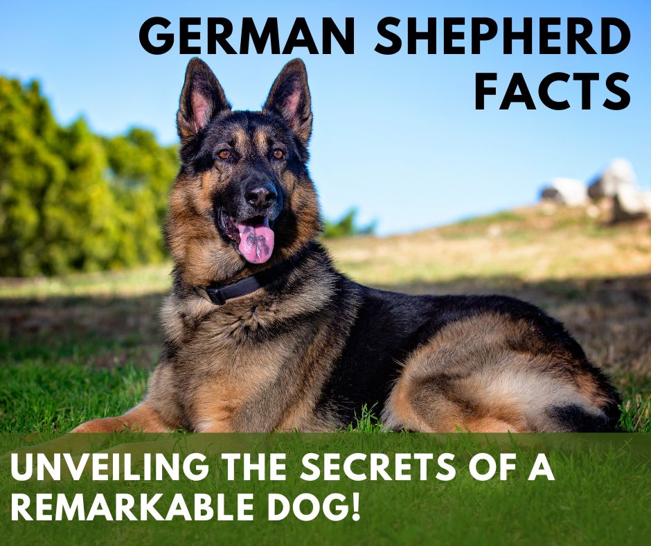 German Shepherd Facts