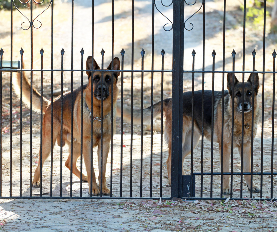 German-Shepherd-Guard-Dogs