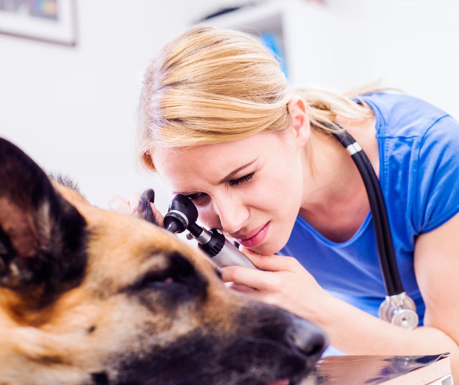 A German Shepherd at the vets