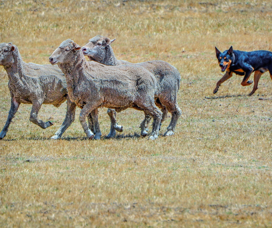 German-Shepherd-Herding-Dog