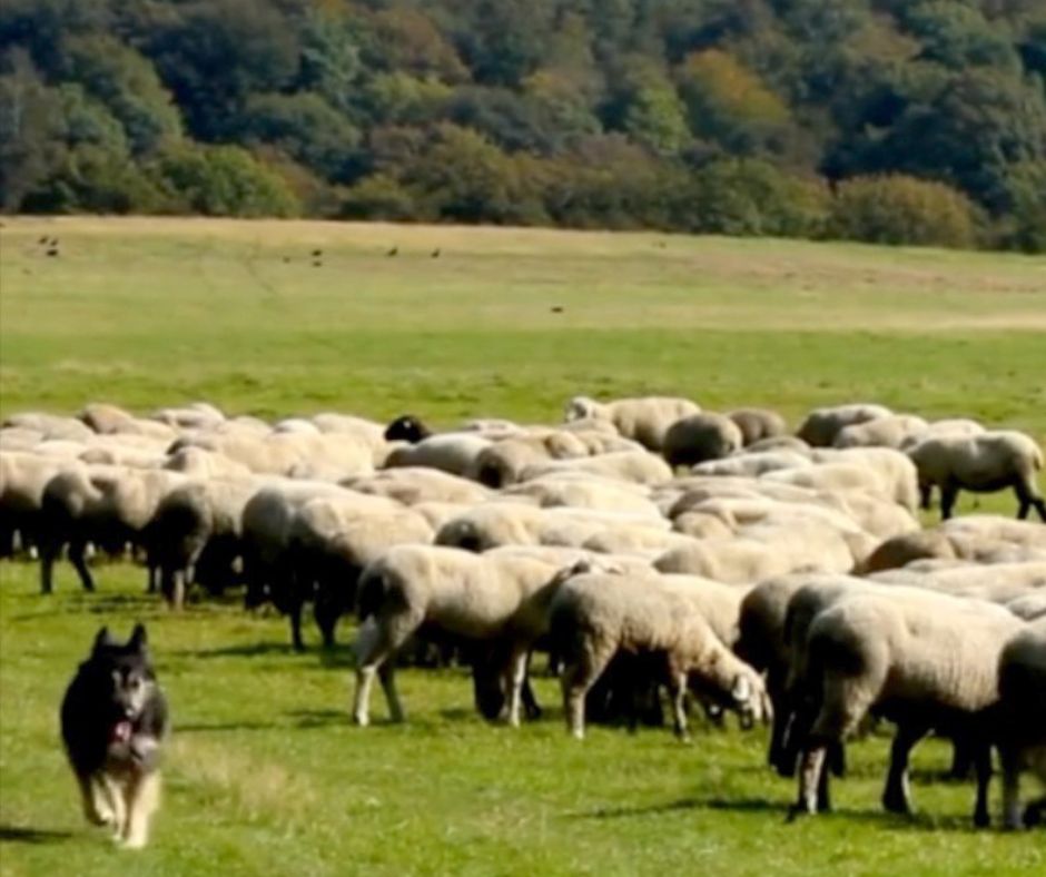 A German Shepherd herding sheep