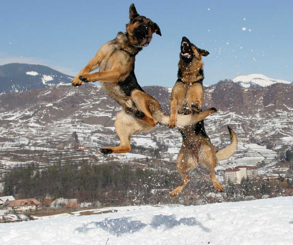 2 German Shepherds jumping in the snow