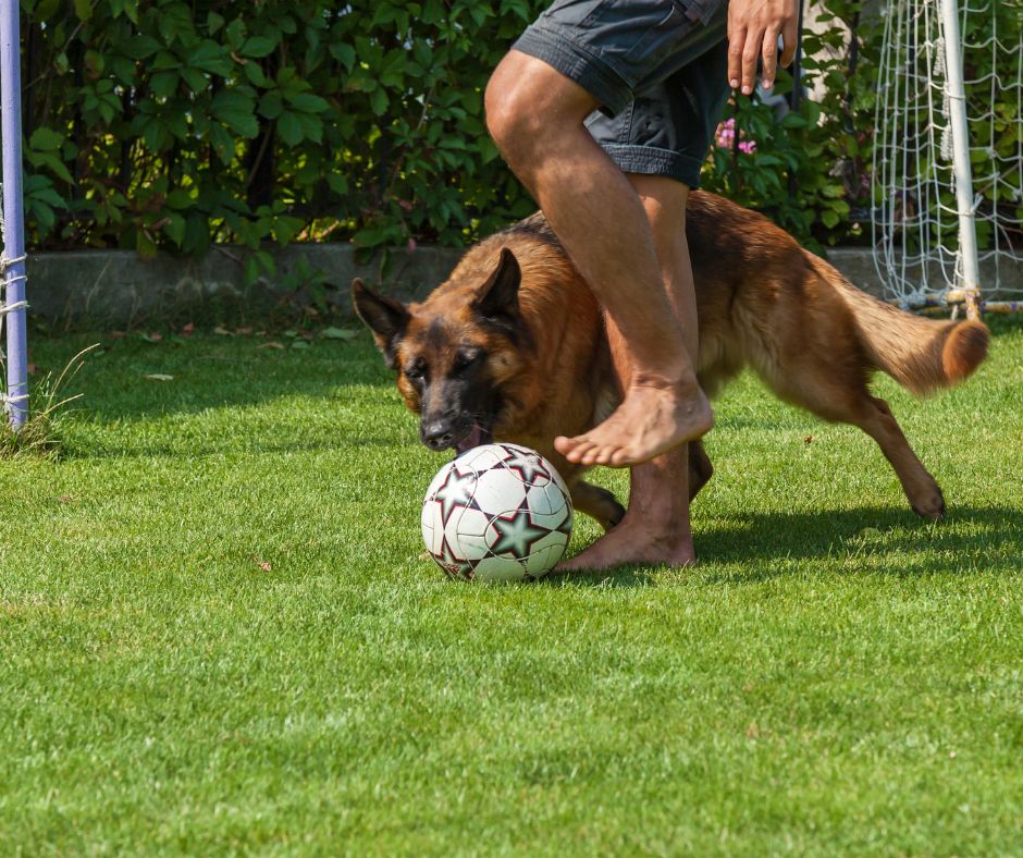 A German Shepherd playing soccer