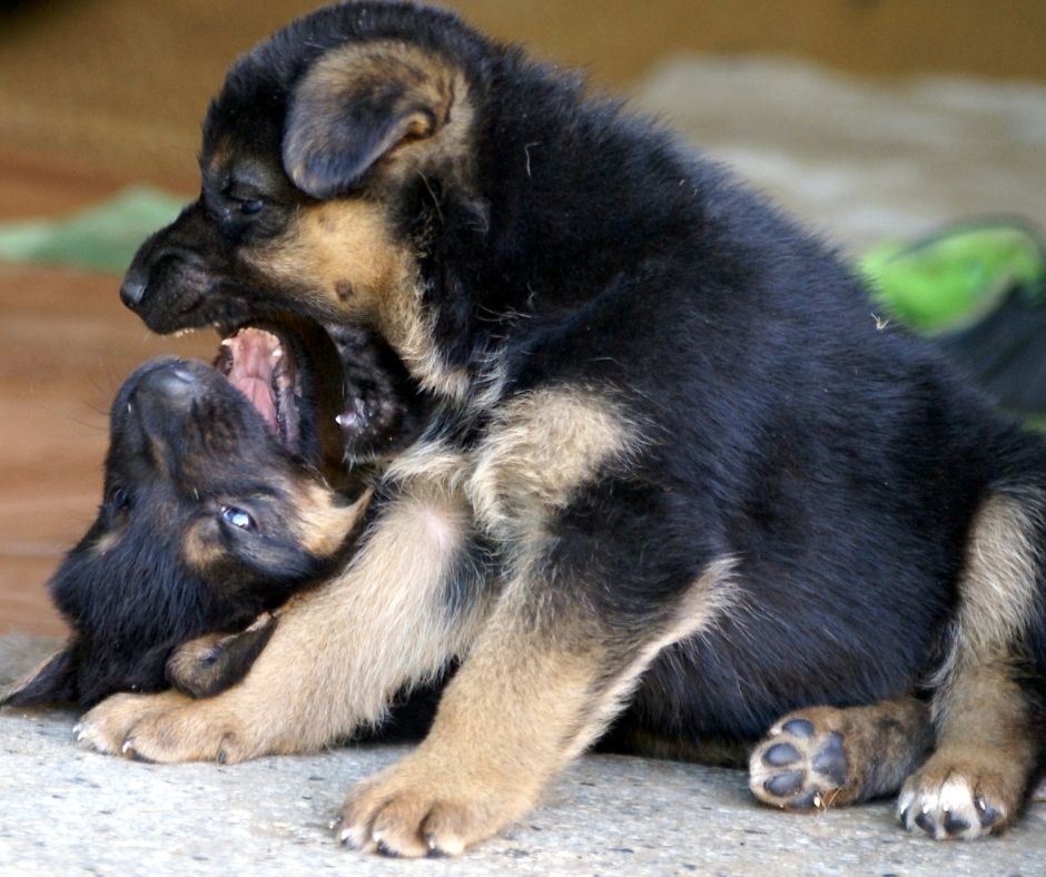German-Shepherd-Puppies-playing