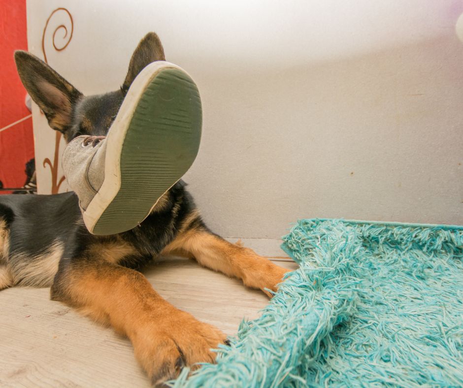 German-Shepherd-Puppy-Crate-Training-Keeps-A-Puppy-Out-of-Danger-Or-Mischief