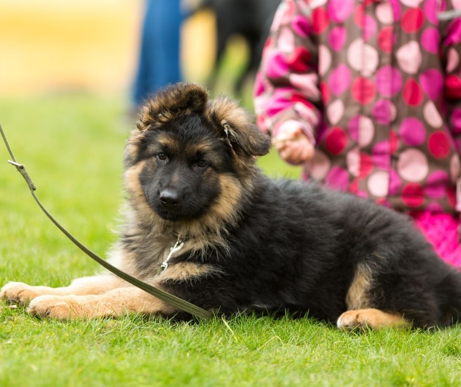 German-Shepherd-Puppy-Training