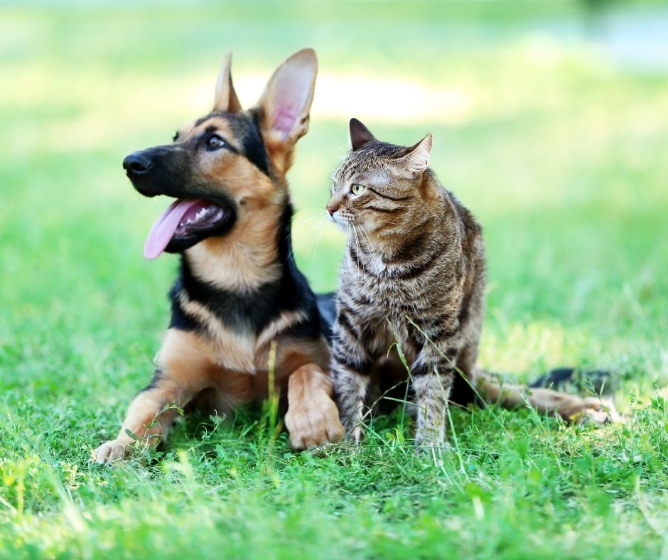 German-Shepherd-Puppy-and-Cat