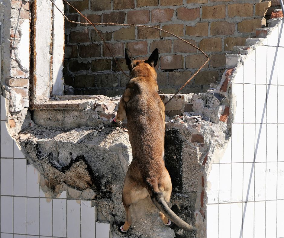 A German Shepherd on a search and rescue mission
