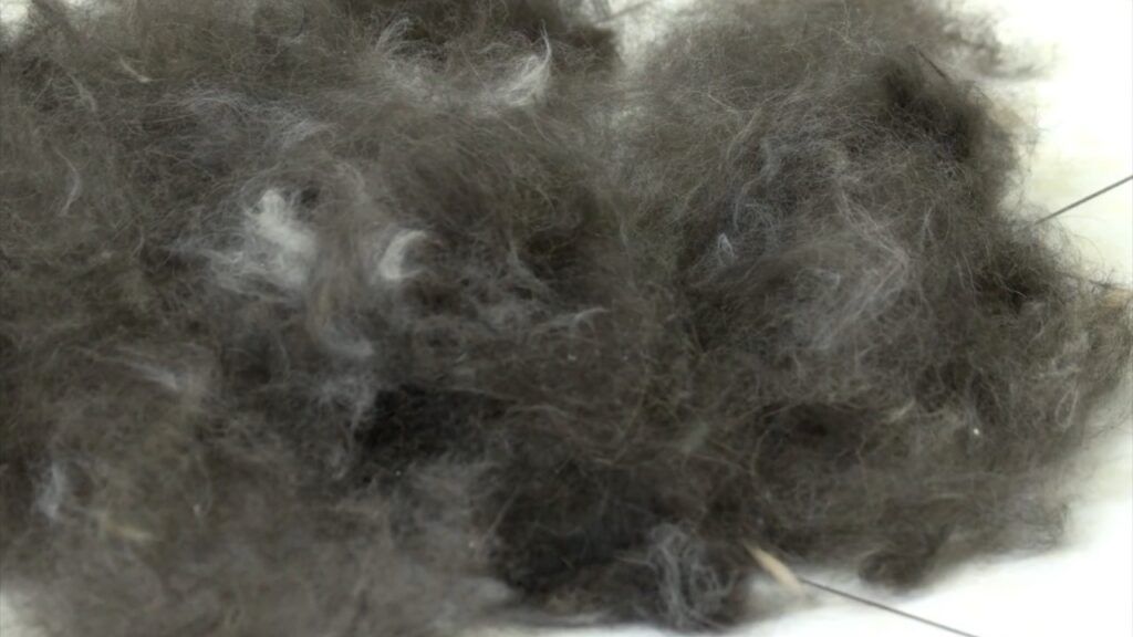 German-Shepherd-Shedding